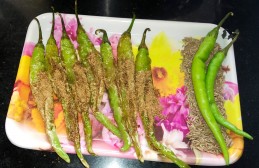 Mirchi fry or jeera stuffed chilli fry Recipe